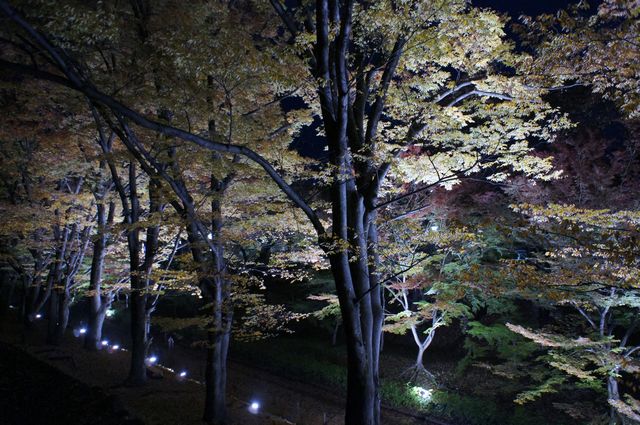 上田城跡公園けやき並木のライトアップ