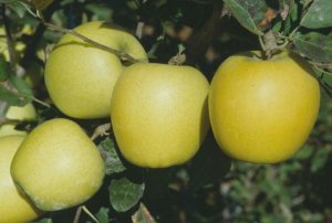 リンゴシナノゴールドの果実
