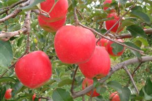 リンゴシナノピッコロの果実