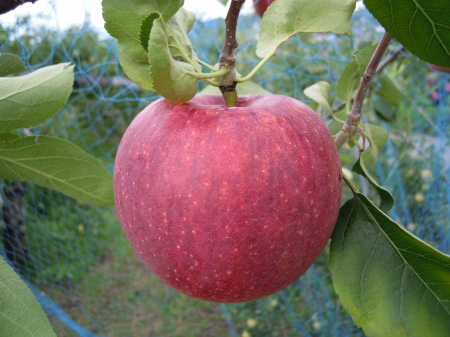 リンゴシナノリップの果実