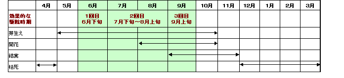 アレチウリのライフサイクル表