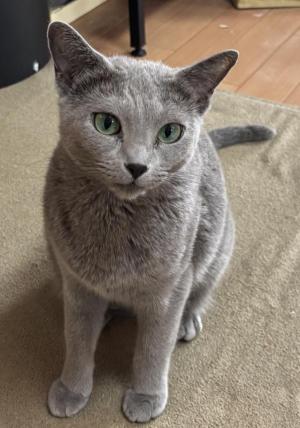 1017neko