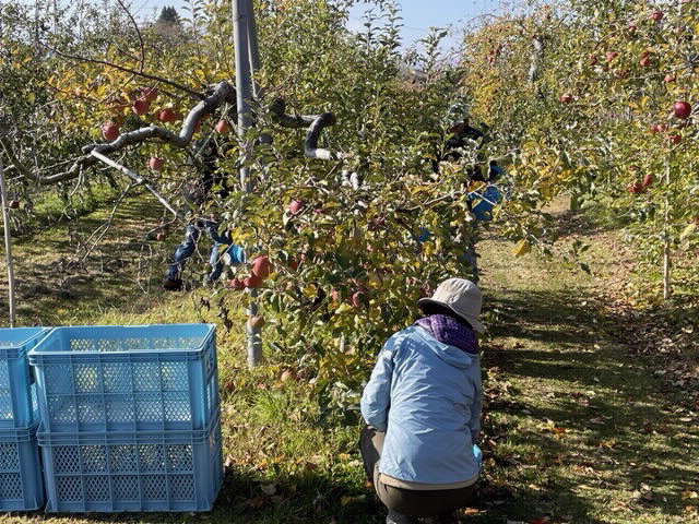 R31117リンゴ「ふじ」収穫