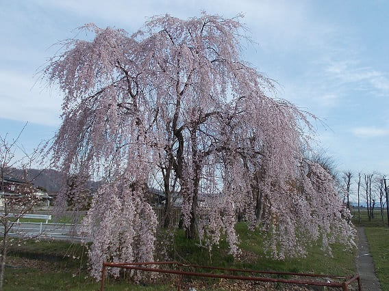 sakura