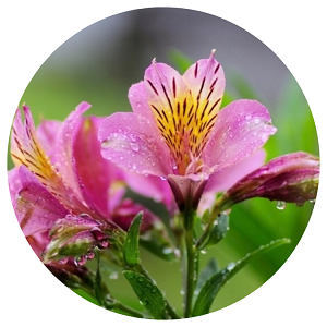 Alstromeria