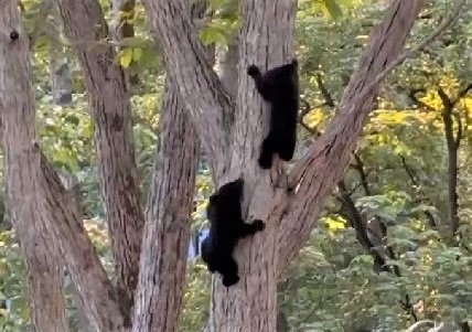 志賀高原クマサムネイル