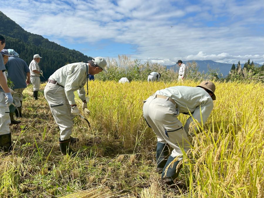 福島棚田_稲刈り体験会