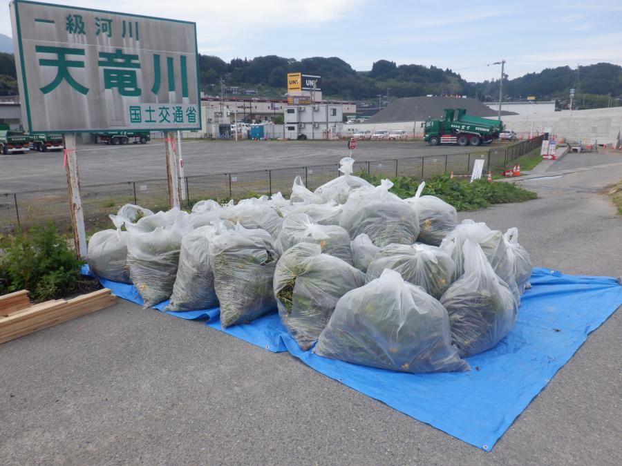 オオキンケイギク駆除2