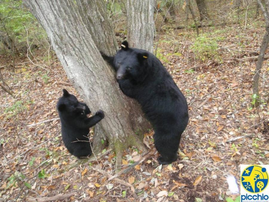 kuma.jpg