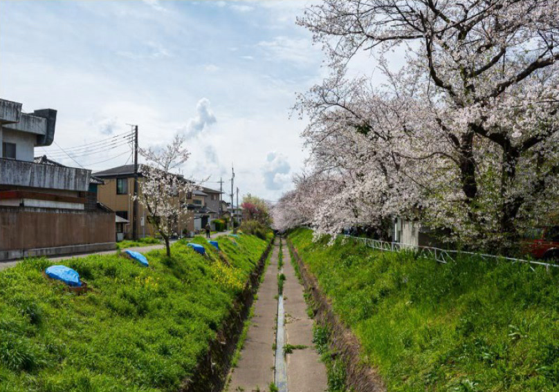 写真2₋2：被害状況（栃木県足利市のサクラ並木）