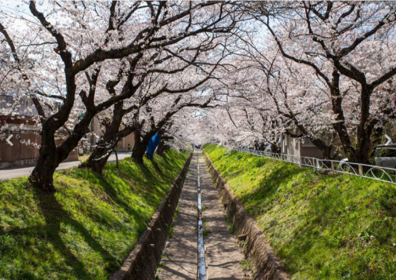 写真2：被害状況（栃木県足利市のサクラ並木）