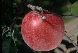 リンゴ高嶺の果実
