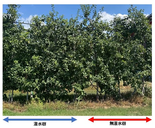 通常の画像