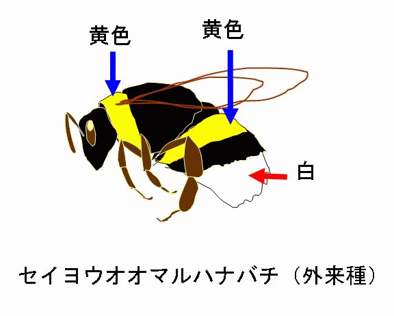 セイヨウオオマルハナバチ