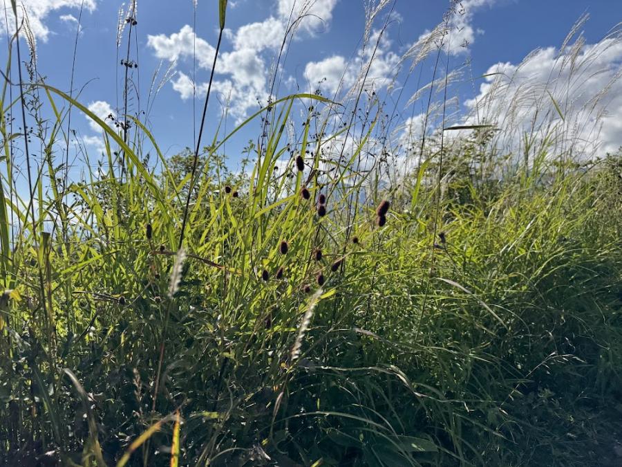 マルハナバチ調査3