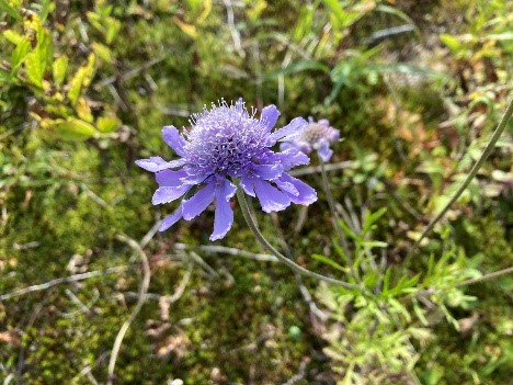 Pincushion-flower