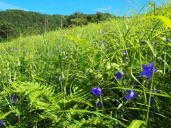 1015キキョウ