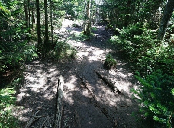 整備前登山道画像
