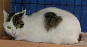 キジ白猫の全身写真