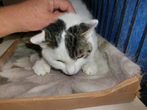 キジ白猫を撫でている写真