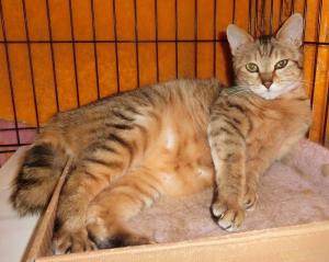 くつろいだ茶トラ猫の写真