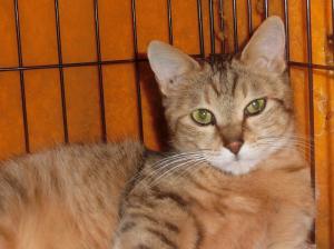 茶トラ猫の顔をアップした写真