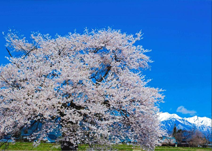 sakura