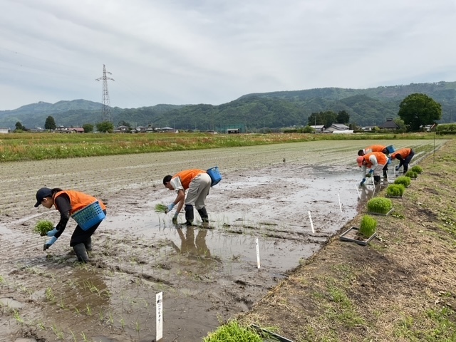田植え