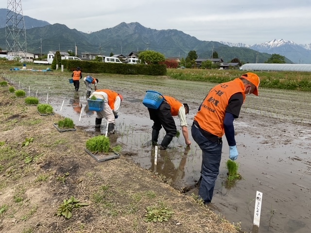 田植え1