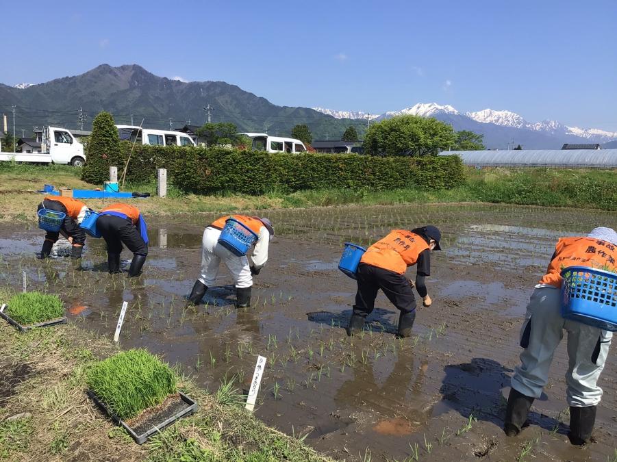 田植え