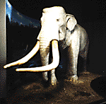 Reconstruction of a Naumann elephant