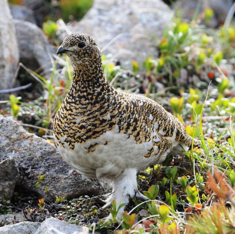 写真：県鳥「ライチョウ」（メス）