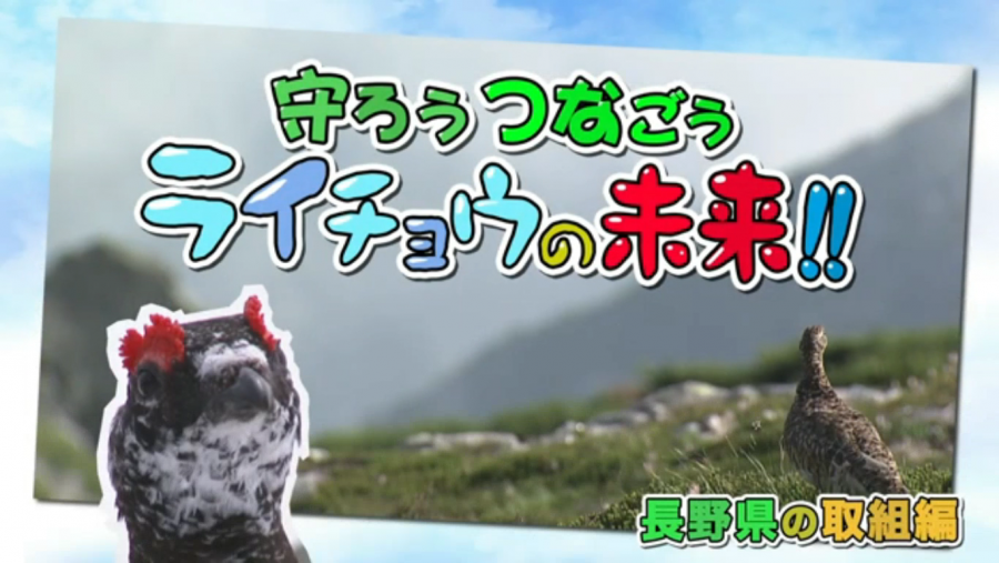 ライチョウ動画