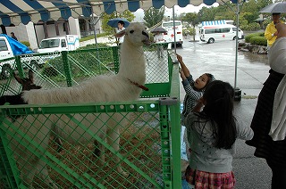 写真：ラマにエサをあげる子どもたち