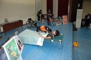 写真：聴導犬が飼い主を起こす実演