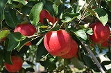 写真：たわわに実るりんご（シナノピッコロ）