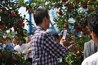 写真：県が開発したリンゴ「シナノピッコロ」の写真を撮る参加者
