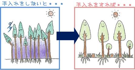 手入れをしないと木が密集し、日が当たらず、細く弱い木になってしまう。手入れをすれば、日がしっかり当たり、元気な木になる