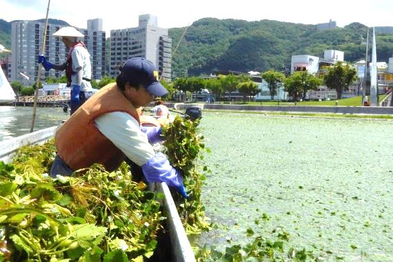 ヒシ除去作業の様子