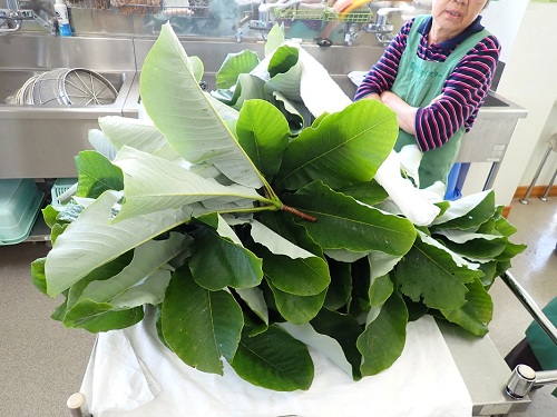  hoonokinoha