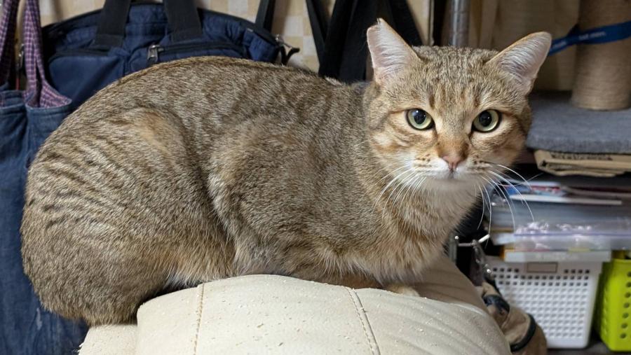 cleaned461_chao0204c