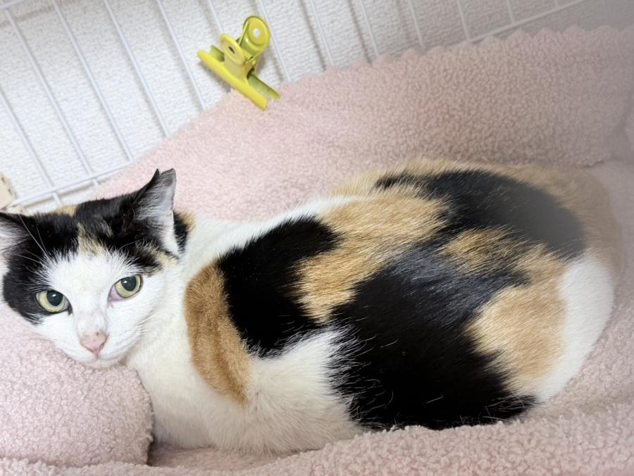 cleaned470_chun0301b