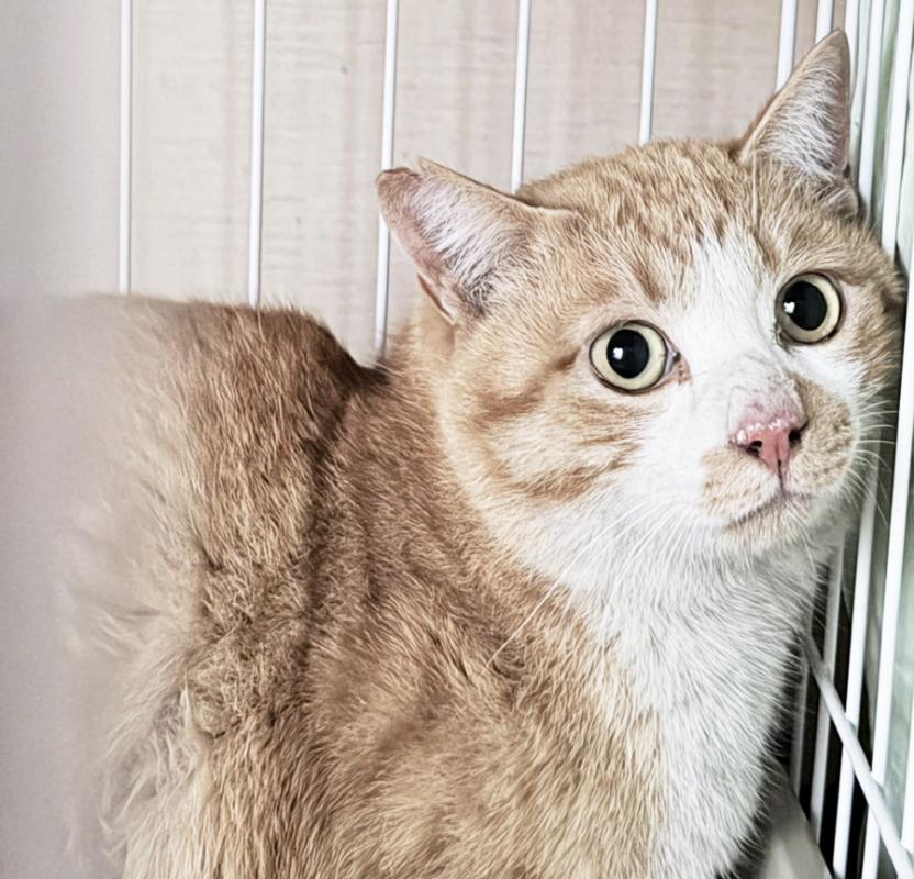 cleaned472_tonton0303b