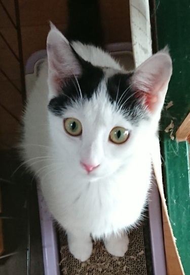 cleanedDSC_2520kohaku