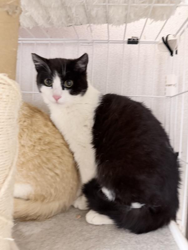 cleanedkuroshirohachiware