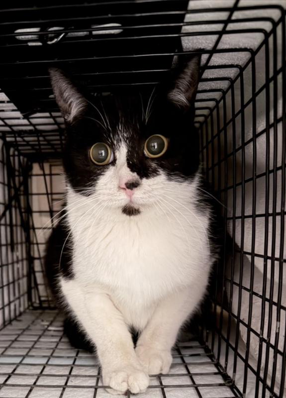 cleanedkuroshiromesu3