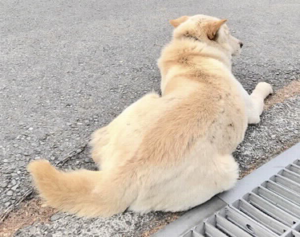 迷い犬 負傷猫 負傷動物の保護収容 松本保健福祉事務所