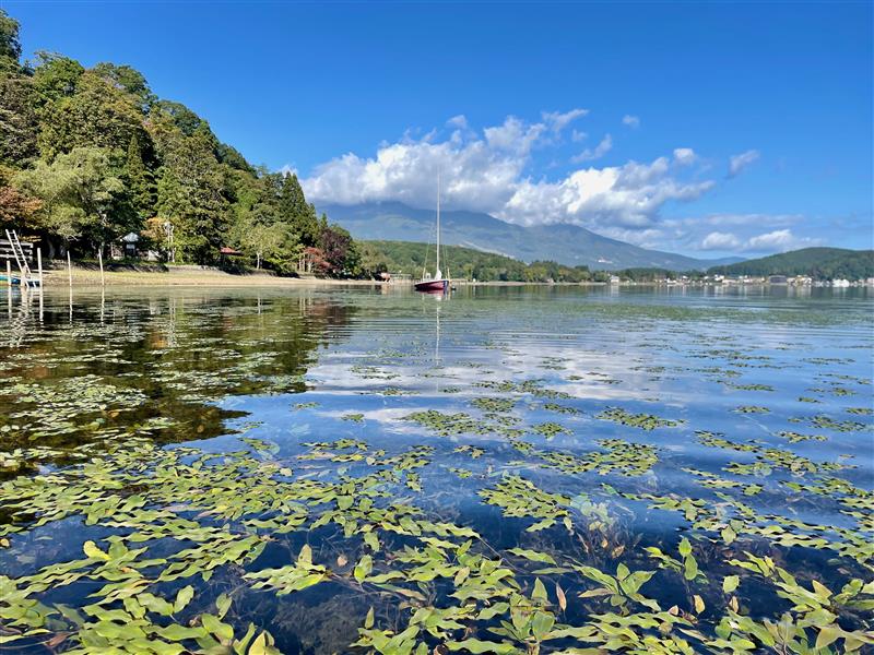 野尻湖の水草帯