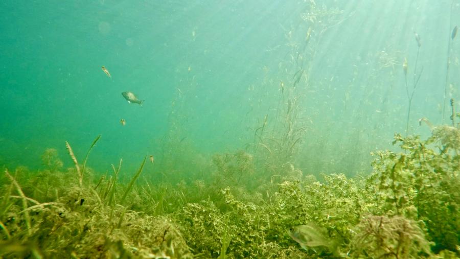 水草帯を利用する魚類