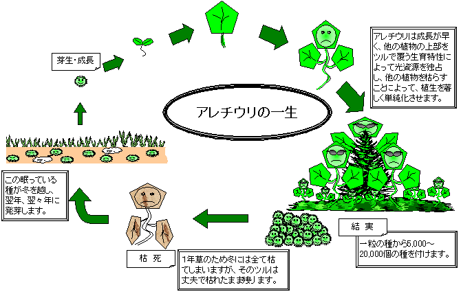 アレチウリのライフサイクル図
